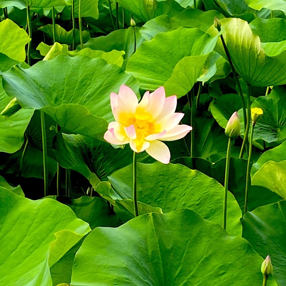 Meet your Posher, Alexie - Picture 1 of 1